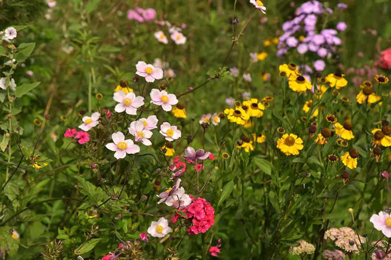 Una imagen horizontal de una variedad de flores silvestres que crecen en el jardín.