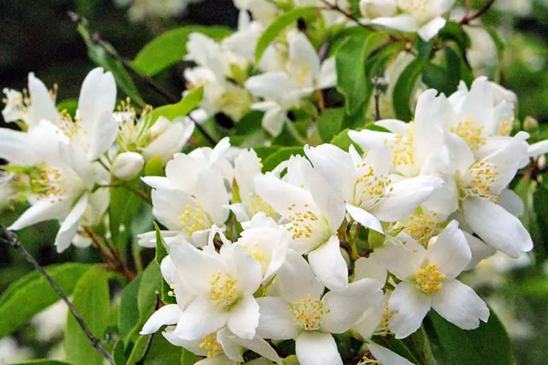 Una imagen horizontal de cerca de las bonitas flores blancas que florecen en un arbusto de naranja simulado a fines de la primavera, representada en un fondo de enfoque suave.