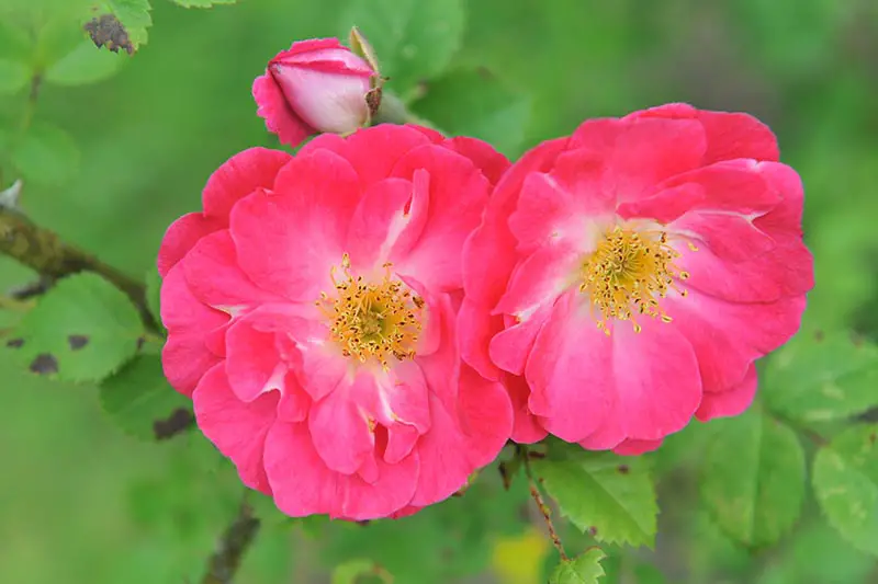 Una imagen horizontal de primer plano de flores kordesii híbridas de color rosa brillante que crecen en el jardín representadas en un fondo de enfoque suave.