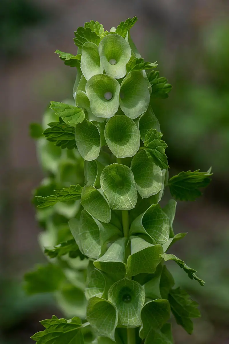 Una imagen vertical de primer plano de un tallo floral de Molucella laevis que crece en el jardín fotografiado sobre un fondo de enfoque suave.