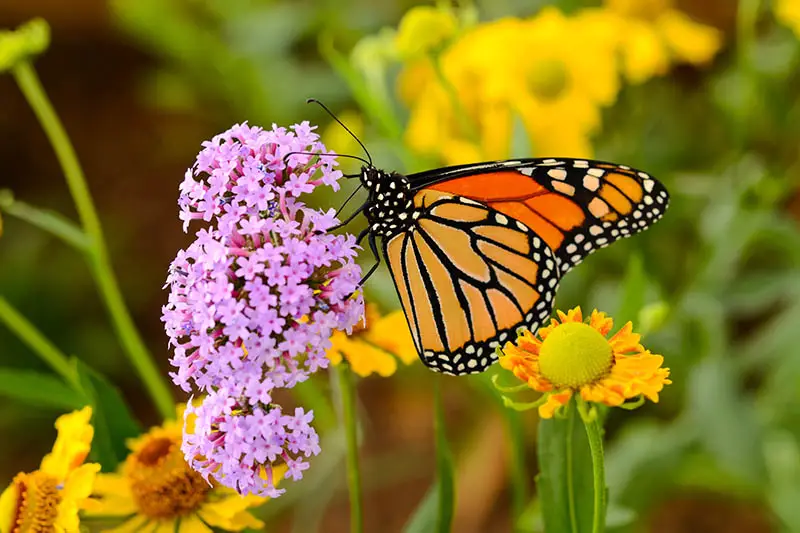 Un primer plano de una mariposa monarca alimentándose de una flor rosa sobre un fondo de enfoque suave.