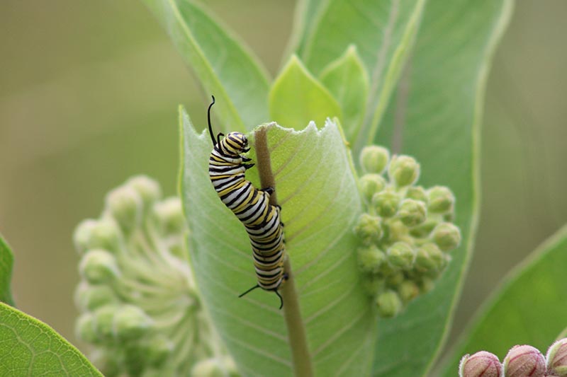 Una imagen horizontal de cerca de una oruga monarca alimentándose de una planta de algodoncillo representada en un fondo de enfoque suave.