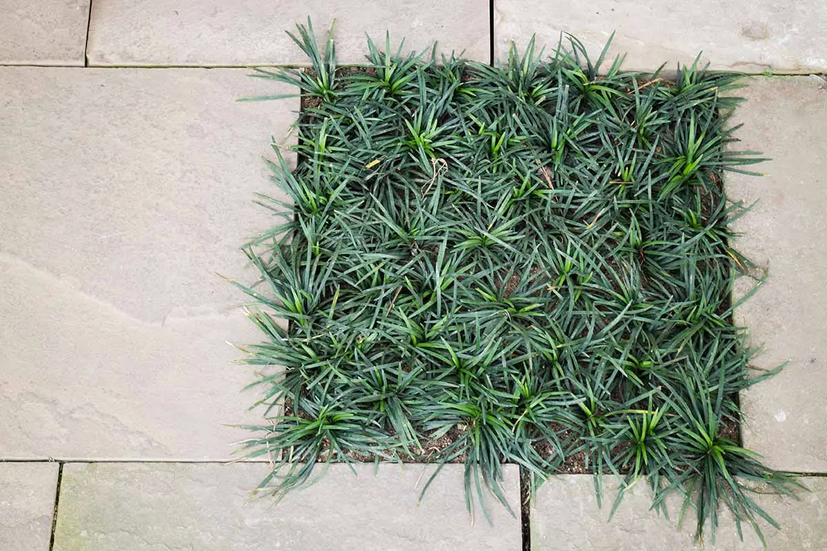 Una imagen horizontal de primer plano de la hierba mondo verde que crece entre las piedras del patio.