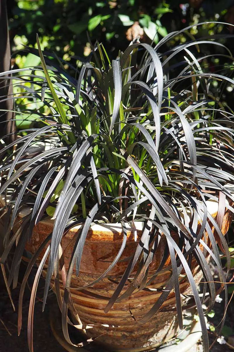 Una imagen vertical de cerca de una gran hierba de Ophiopogon mondo que crece en una maceta de terracota representada a la luz del sol.