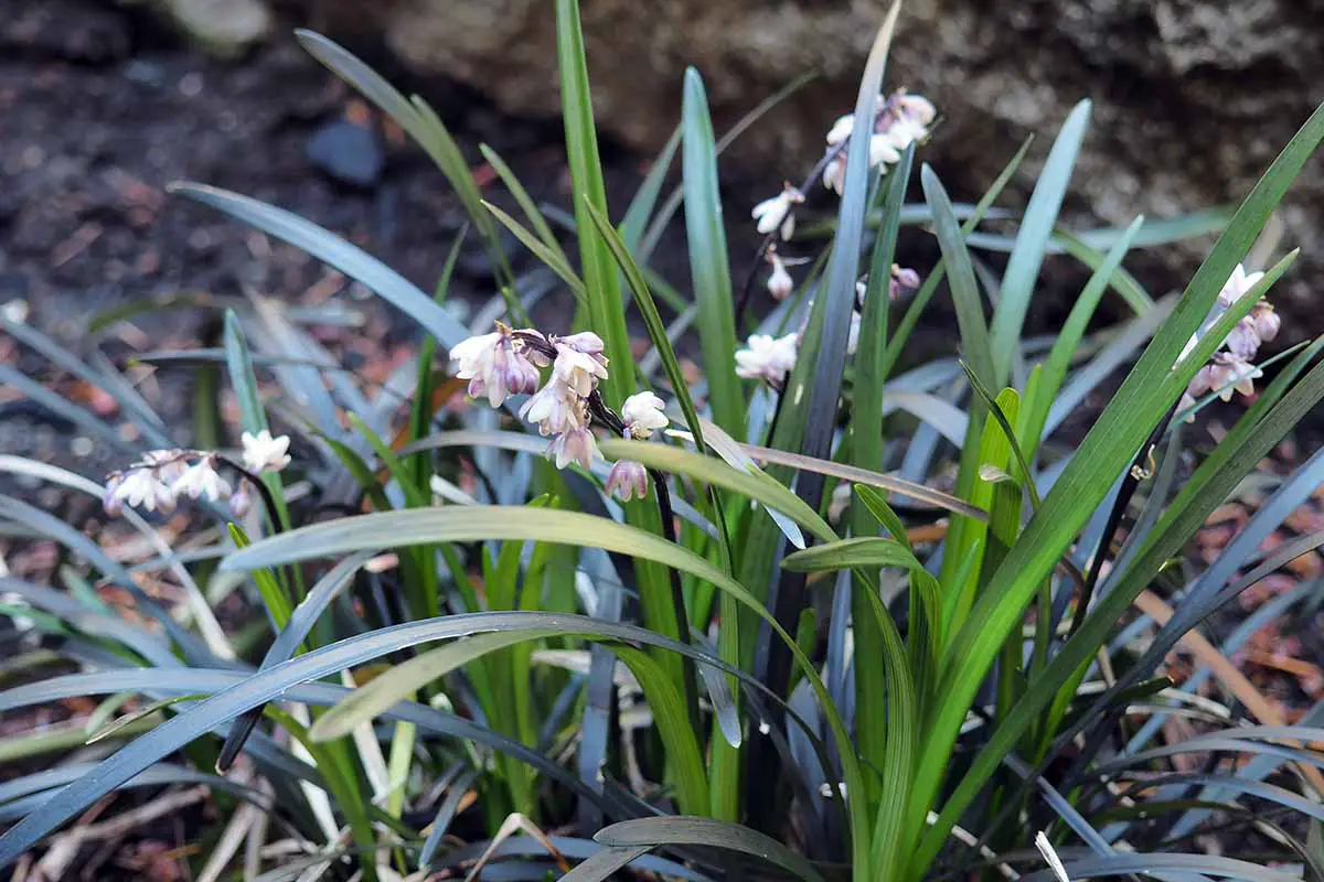 Una imagen horizontal de primer plano de la hierba Ophiopogon mondo que crece en el jardín con flores de color rosa claro que crecen en racimos.