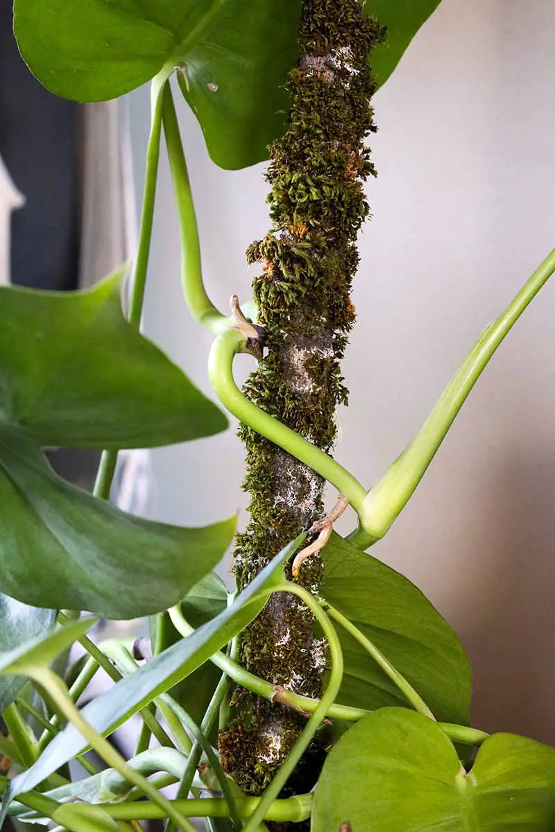 Una imagen vertical de cerca de una planta de interior monstera trepando por un poste de musgo.