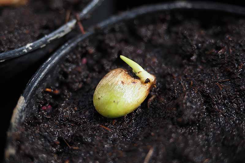 Una imagen horizontal de primer plano de una semilla que ha comenzado a germinar sobre la superficie de un suelo fértil y húmedo.