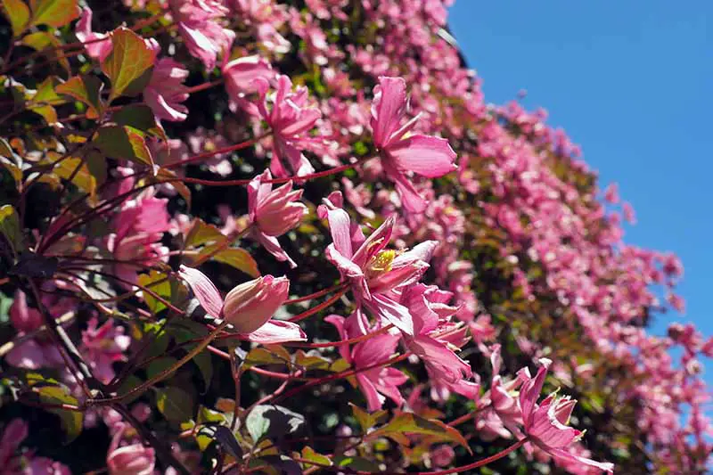 Una imagen horizontal de primer plano de la clemátide rosa de Montana que crece en el jardín representada en un fondo de cielo azul.