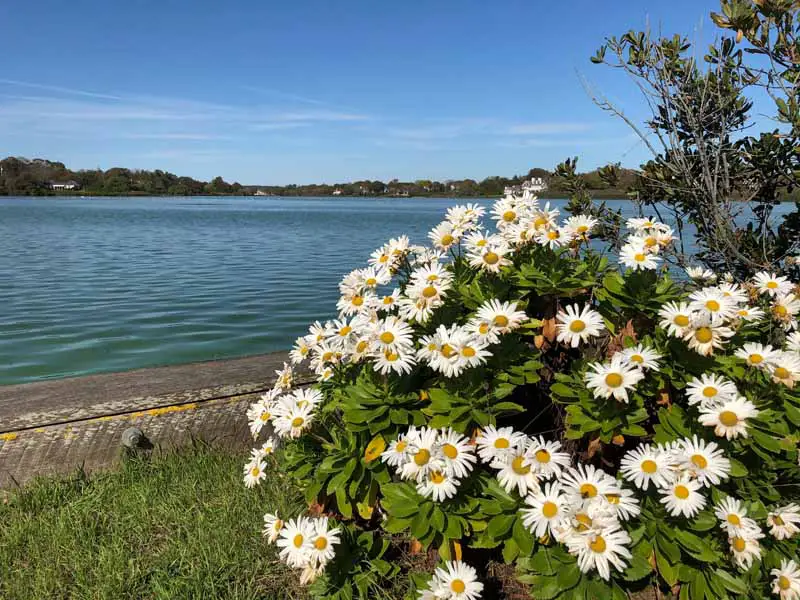 Una imagen horizontal de las flores de margarita de Montauk (Nipponanthemum nipponicum) que crecen al lado de un lago.