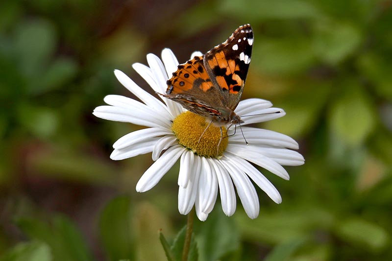 Una imagen horizontal de primer plano de una flor de margarita blanca con una mariposa de dama pintada encaramada en el centro de la imagen sobre un fondo de enfoque suave.
