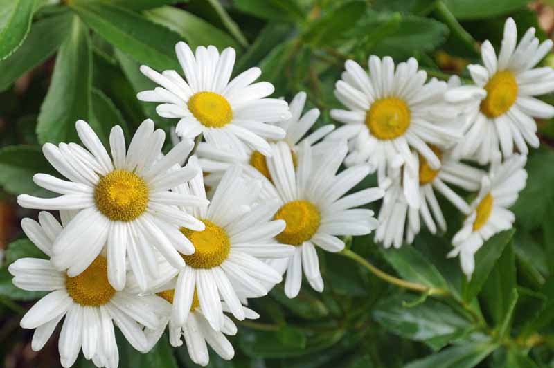 Una imagen horizontal de cerca de un racimo de flores blancas de Montauk o Nippon daisy creciendo en el jardín.