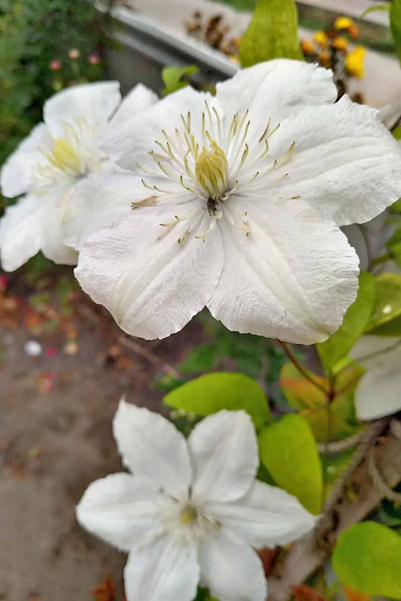 Un primer plano de una flor blanca 'Moonlight' con grandes filamentos en el centro.  En el fondo hay hojas contra una superficie de hormigón con un enfoque suave.