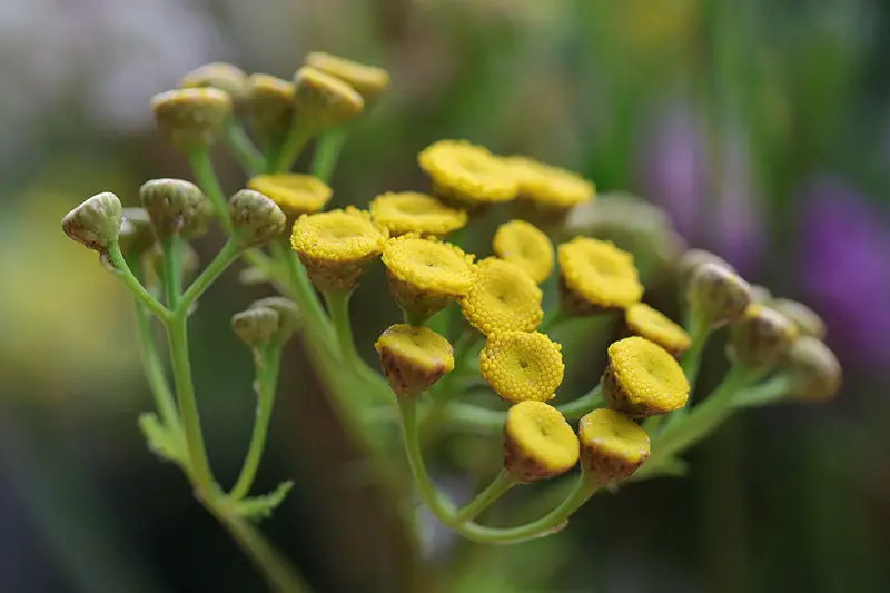 Un primer plano de las flores amarillas de la variedad 'Moonshine' de Achillea sobre un fondo de enfoque suave.
