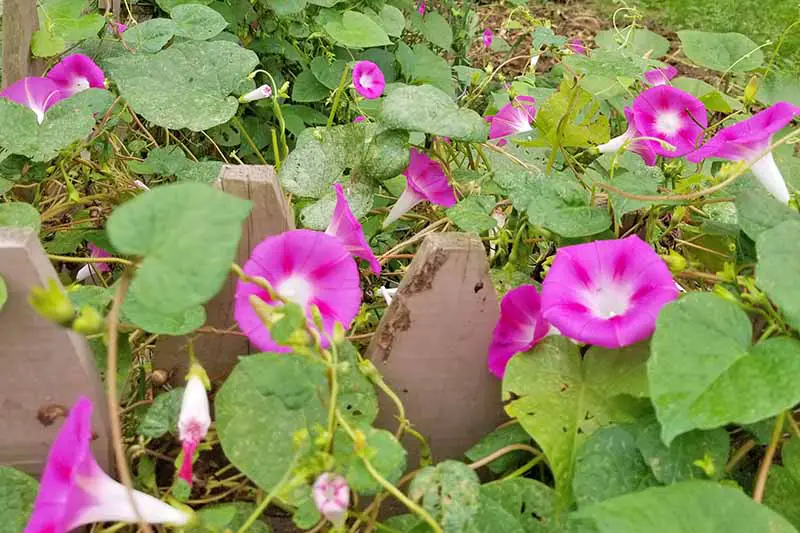 Las flores y enredaderas rosadas de la gloria de la mañana se arrastran sobre una cerca de madera y llegan a un patio que sirve como cubierta vegetal.