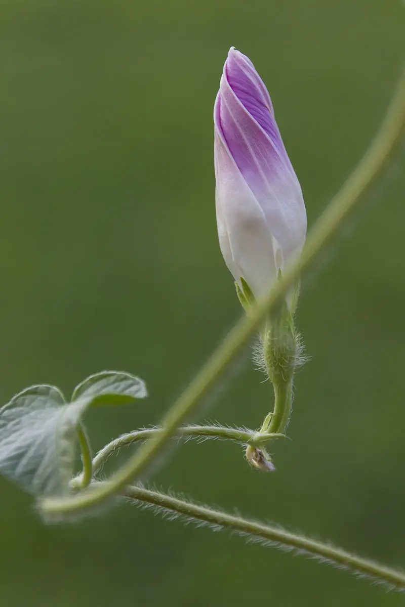 Una imagen horizontal de primer plano de una flor cerrada de Ipomoea purpurea representada en un fondo verde de enfoque suave.