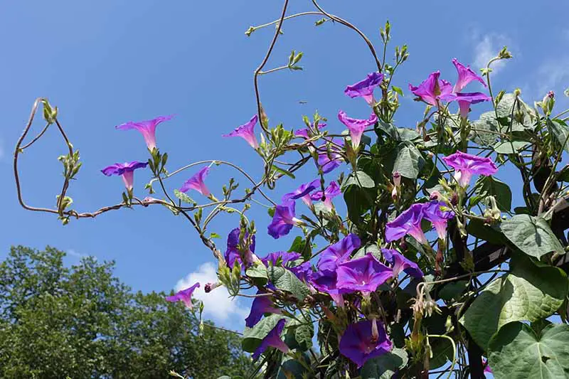 Una imagen horizontal de primer plano de las flores de la gloria de la mañana púrpura que crecen en una vid grande representada en un sol brillante sobre un fondo de cielo azul.