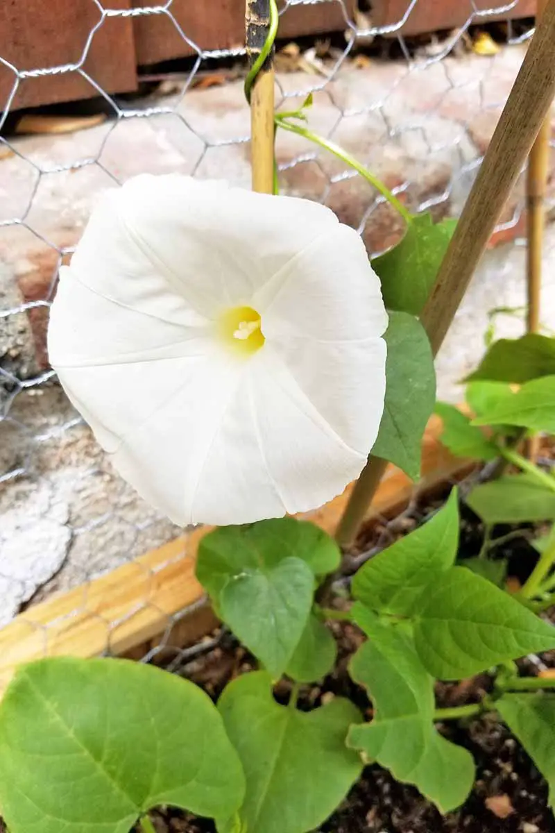Una joven flor blanca de la gloria de la mañana está creciendo alrededor de un soporte de bambú y una cerca de alambre de metal.  El suelo y el borde de una cama elevada están debajo descansando sobre un camino de piedra con una cerca en el fondo.