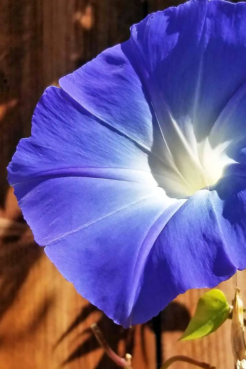 Una flor azul de Ipomoea purpurea iluminada por la luz del sol con una cerca de madera detrás.