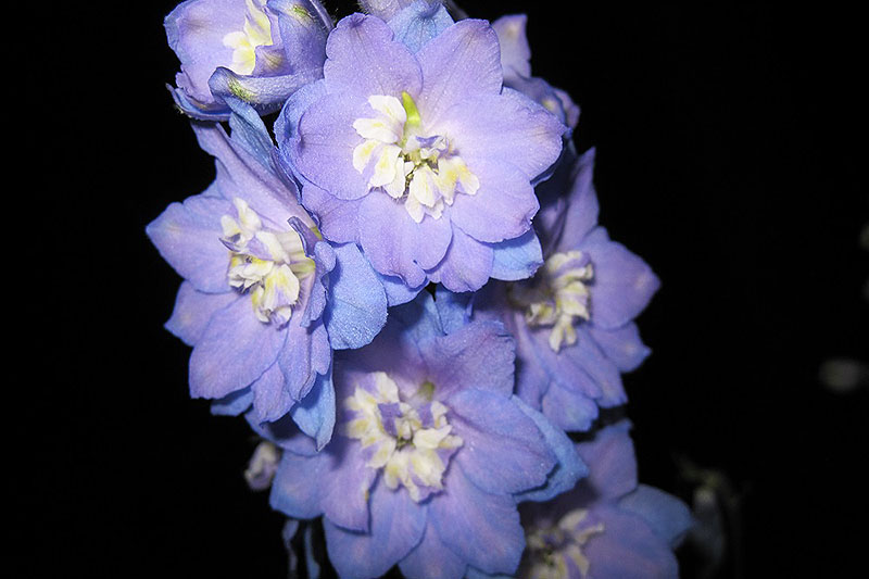 Una imagen horizontal de primer plano de una flor púrpura clara delphinium 'Luces de la mañana' representada en un fondo oscuro.