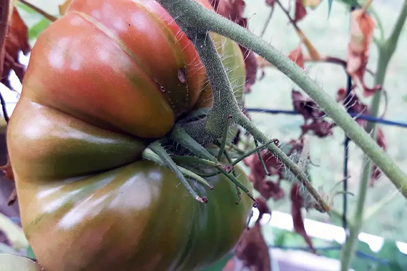 Una imagen horizontal de primer plano de un tomate maduro 'Mortgage Lifter' madurando en la vid, apoyado por una valla en un enfoque suave en el fondo.