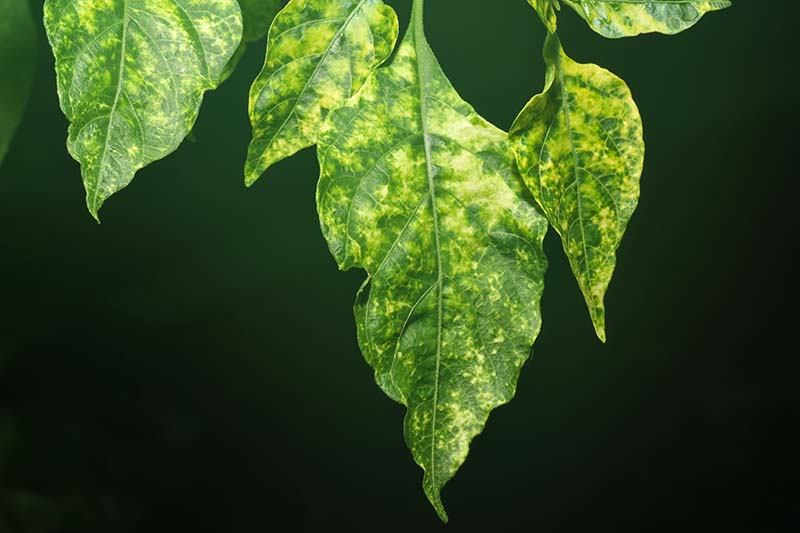 Una imagen horizontal de primer plano del follaje de una planta que sufre de un virus del mosaico en un fondo oscuro.