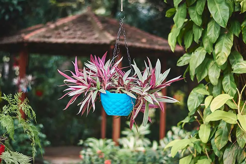 Una imagen horizontal de una planta de araña que crece en una pequeña cesta colgante azul con una pérgola y una escena de jardín con un enfoque suave en el fondo.