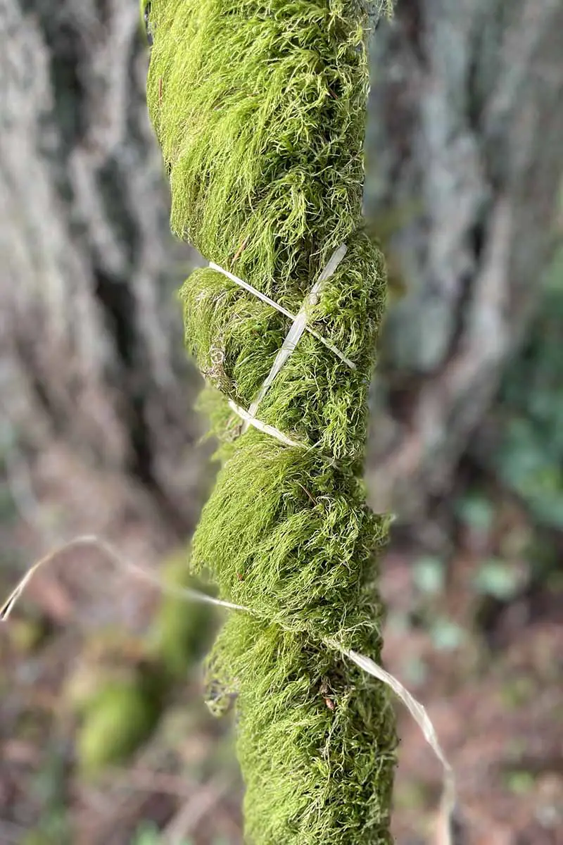 Una imagen vertical de cerca de un trozo de madera muerta envuelto con musgo para anclar plantas epífitas.