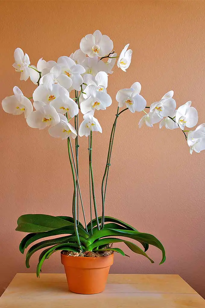 Lo crea o no, ¡las orquídeas polilla son fáciles de cultivar en interiores!  Consulte nuestra lista de plantas de interior duraderas y fáciles de cuidar: 
