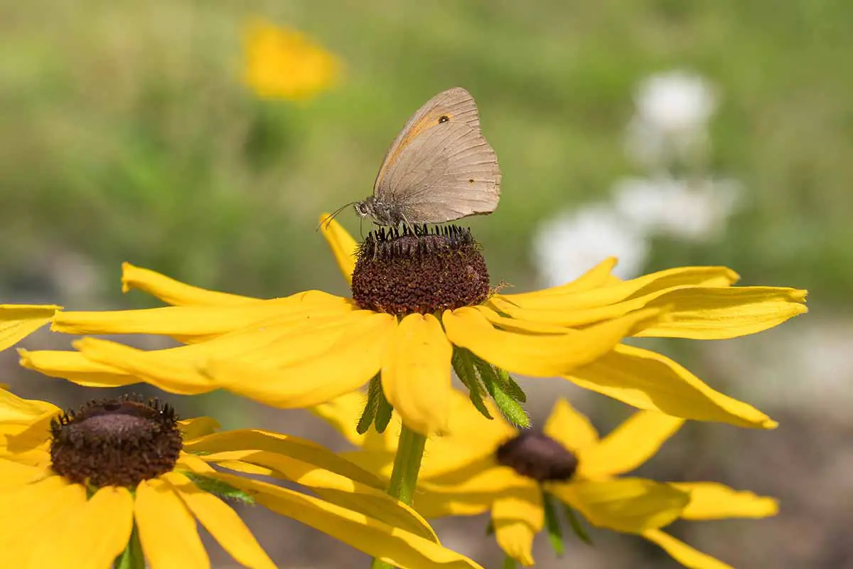 Una imagen horizontal de primer plano de una mariposa alimentándose de una flor Rudbeckia representada en un fondo de enfoque suave.