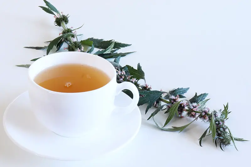 Un primer plano de una taza de té blanco que contiene té de agripalma con una ramita de hierbas al lado, sobre una superficie blanca.