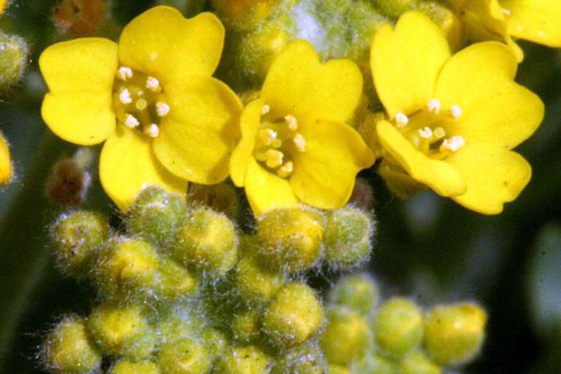 Una imagen horizontal de primer plano de flores y capullos de alyssum de montaña en un fondo de enfoque suave.