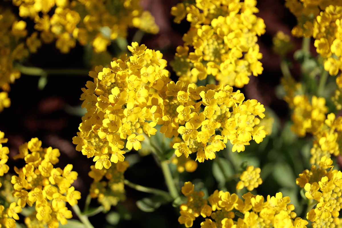 Una imagen horizontal de primer plano de flores amarillas brillantes de alyssum de montaña que crecen en el jardín fotografiadas bajo el sol brillante sobre un fondo de enfoque suave.
