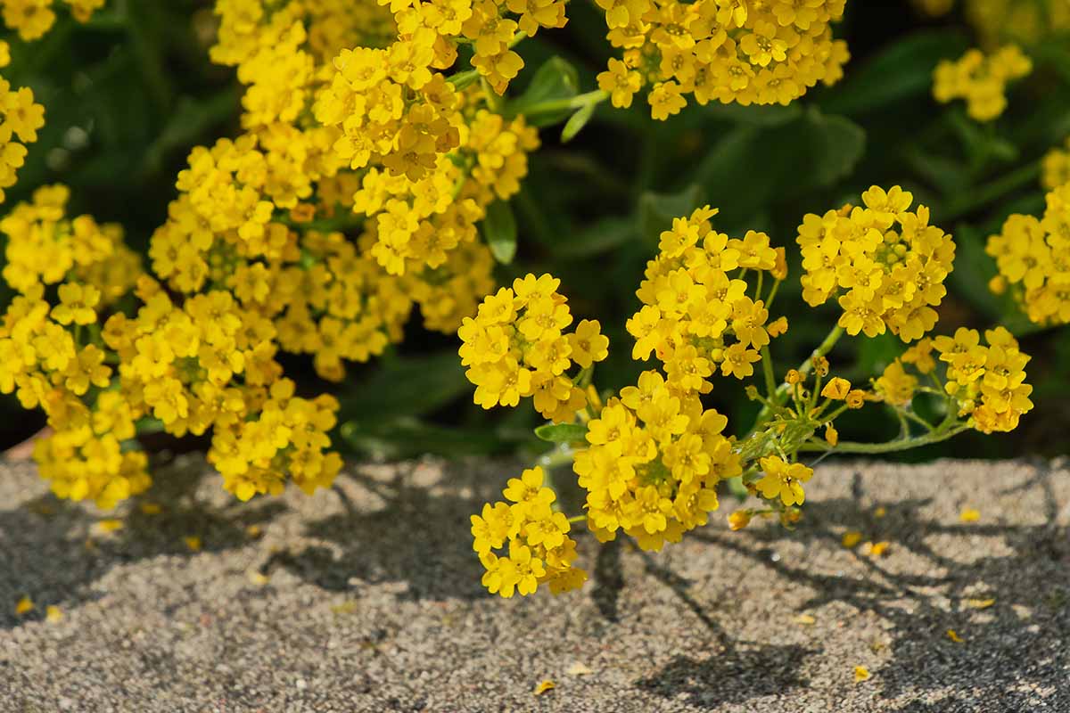 Una imagen horizontal de primer plano de flores amarillas brillantes que crecen por un camino de hormigón, representada con un sol brillante sobre un fondo de enfoque suave.