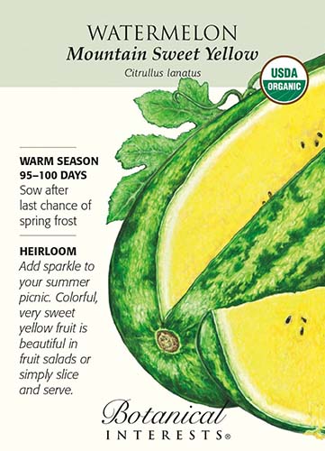 Un primer plano de un paquete de semillas de Citrullus lanatus 'Mountain Sweet Yellow' con una ilustración de una fruta en rodajas con pulpa de color amarillo brillante.