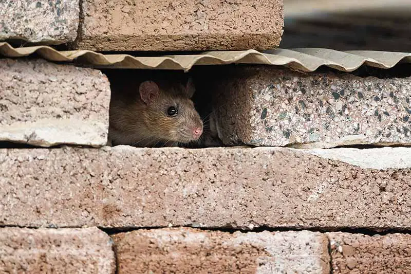 Una imagen horizontal de cerca de una rata escondida en una pared de ladrillos.