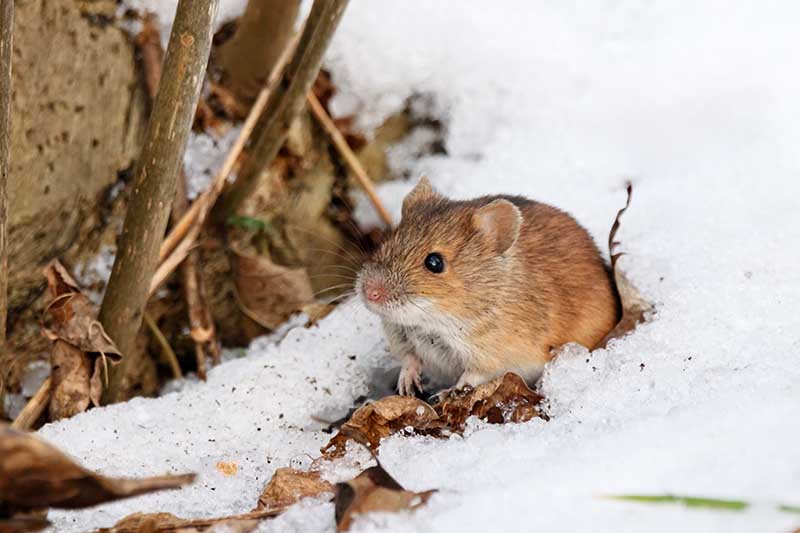 Una imagen horizontal de primer plano de un pequeño ratón en la nieve.