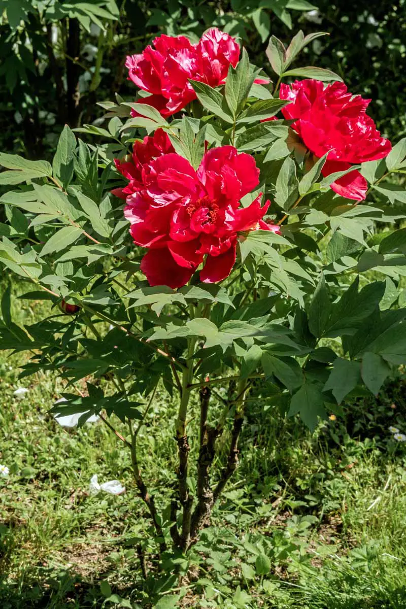Una foto horizontal de primer plano que se centra en tres flores rojas de la peonía del árbol Moutan.