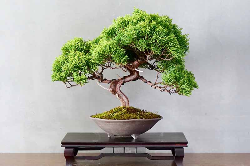 Una imagen horizontal de primer plano de un bonsái moyogi (vertical informal) sobre una plataforma de madera representada sobre un fondo gris claro.