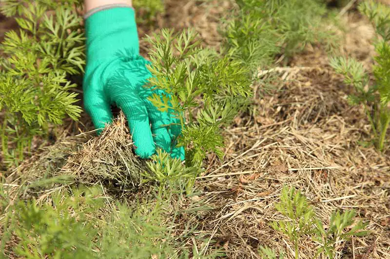 Una mano de la izquierda del marco con un guante de jardinería verde aplica una capa de mantillo alrededor de las plántulas de zanahoria bajo la luz del sol.