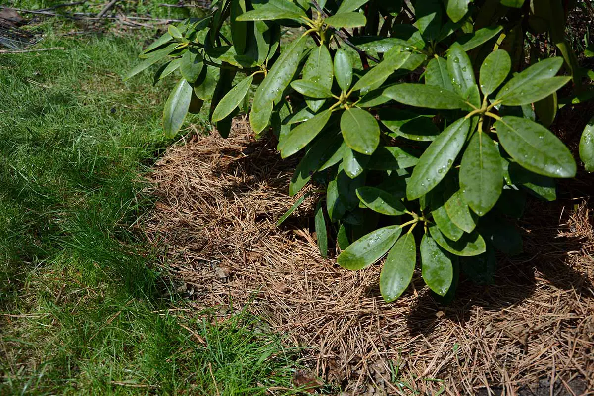Una imagen horizontal de cerca de agujas de pino usadas para cubrir las plantas en el jardín.