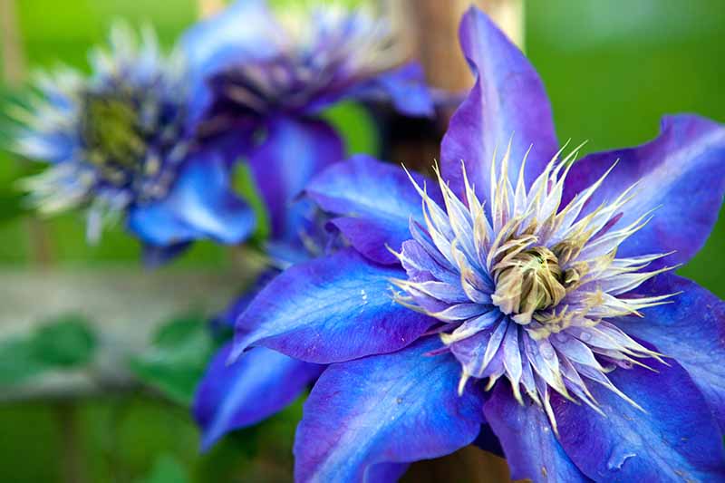 Un primer plano de una flor azul vívida 'Multi Blue' con rayas claras en los pétalos y un gran centro de azul claro que se desvanece en amarillo.  El fondo es azul y verde con un enfoque suave.