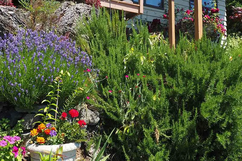 Una gran planta de romero próspera que crece fuera de una casa, rodeada de otra vegetación y flores.  En la parte inferior izquierda del marco hay una maceta de piedra con flores de varios colores, a la luz del sol.