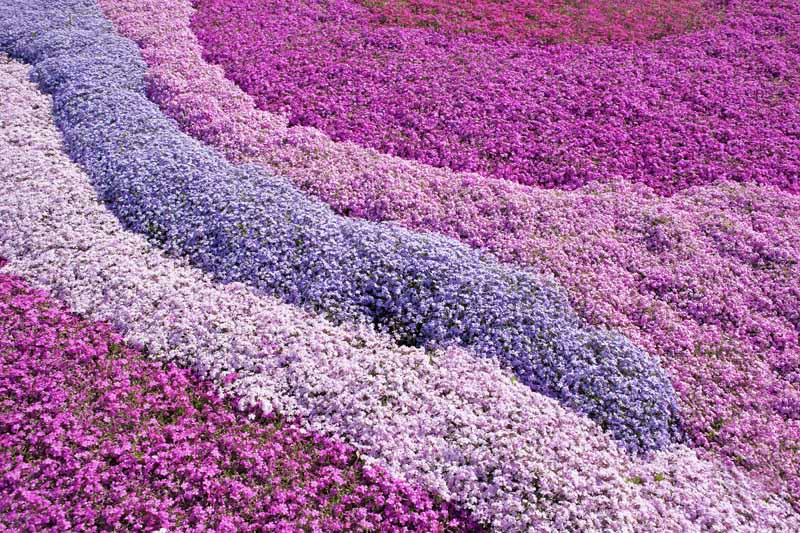 Imagen horizontal de rayas de flores de phlox rastreras rosadas y moradas, llenando completamente el marco.