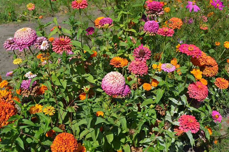 Una imagen horizontal de un borde de jardín lleno de coloridas flores anuales representadas bajo un sol brillante.