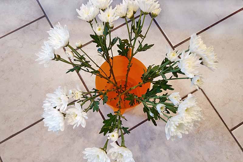 Fotografía cenital de crisantemos blancos de tallo largo en una jarra de agua de plástico naranja, sobre un suelo de baldosas de color crema.