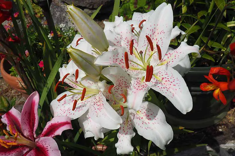 Un primer plano de las flores blancas con manchas rosas de la variedad de lirio 'Muscadet', fotografiadas con un sol brillante que crece en el jardín con follaje y otras flores en un enfoque suave en el fondo.