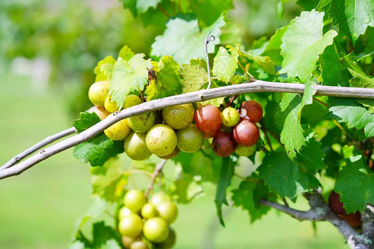 Una imagen horizontal de primer plano de las uvas moscatel que crecen en la vid bajo el sol brillante.