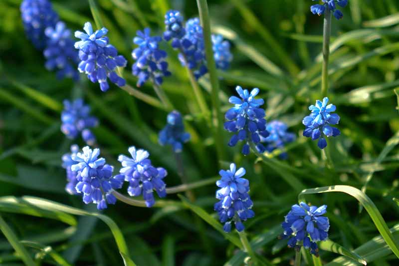 Un primer plano de las flores azul claro de Muscari aucheri rodeadas de follaje verde que crece en el jardín a la luz del sol.