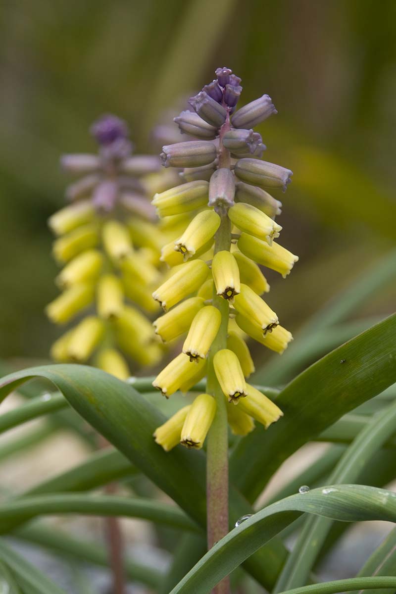 Una imagen vertical de una flor Muscari macrocarpum con pétalos amarillos en la parte inferior y violeta claro en la parte superior del tallo vertical, con follaje verde claro.  El fondo está en foco suave.