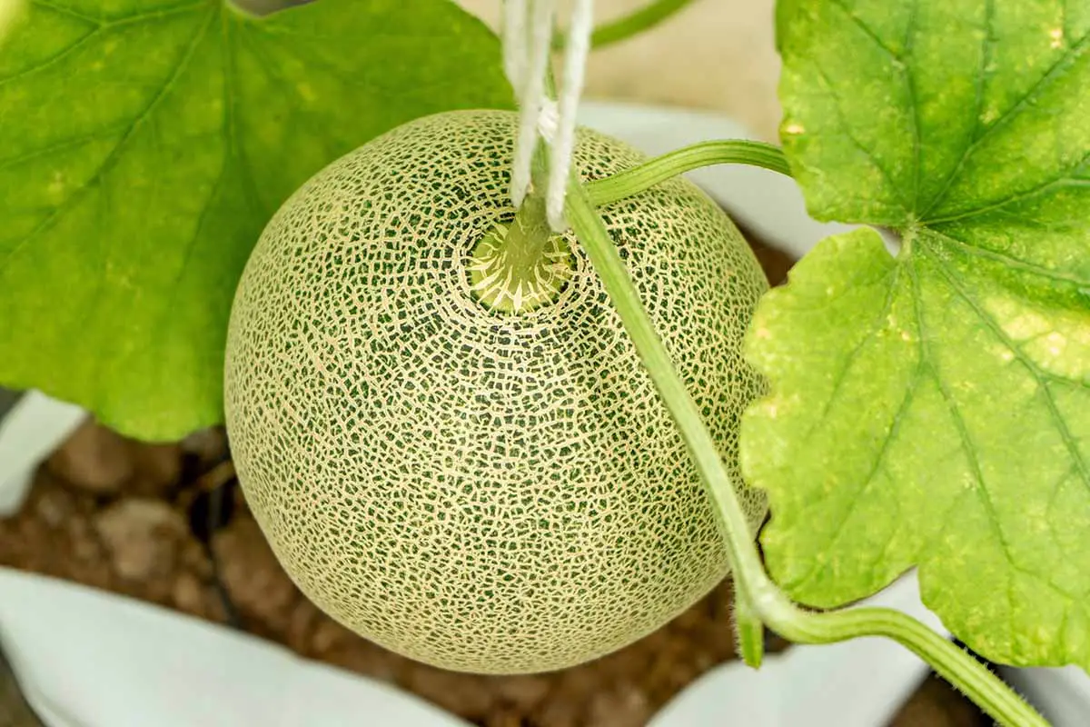 Una imagen horizontal de cerca de un melón madurando en la vid.